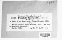 Puccinia cypripedii image
